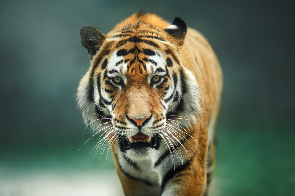 Is it Legal to Own a Pet Tiger in Hasner Law, PC