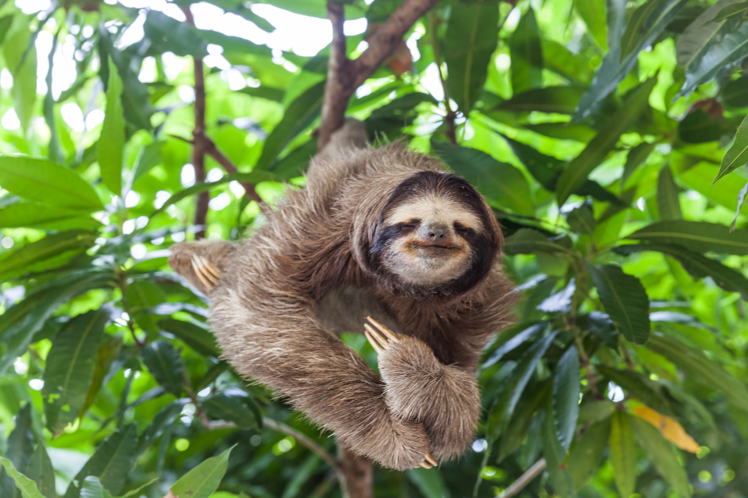 Should You Keep a Sloth As a Pet?  