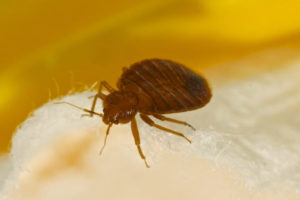 Atlanta Ranks in the Top 10 For Worst Bed Bug Cities