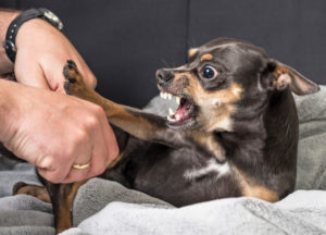 How Can a Personal Injury Lawyer Help Me After a Dog Bite?